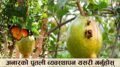 अनारको पुतली व्यवस्थापन यसरी गर्नुहोस्